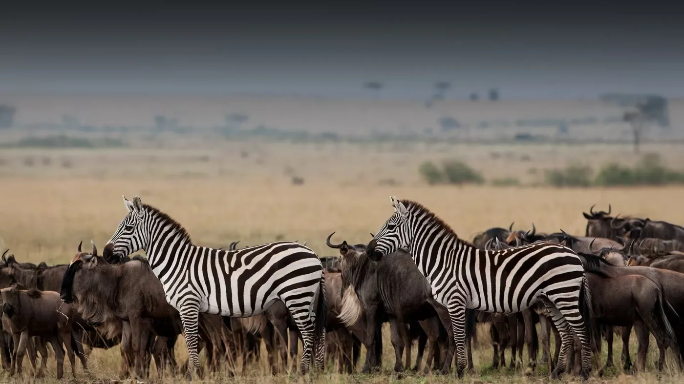 Serengeti National Park - Tanzania Destination