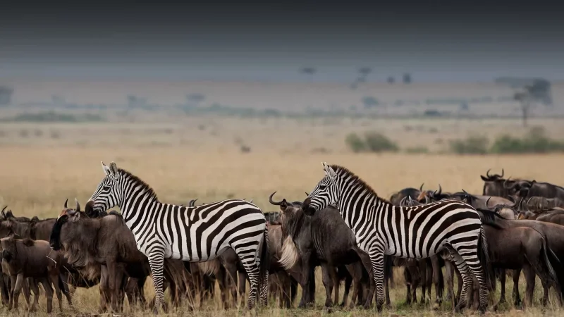 Serengeti National Park, Tanzania