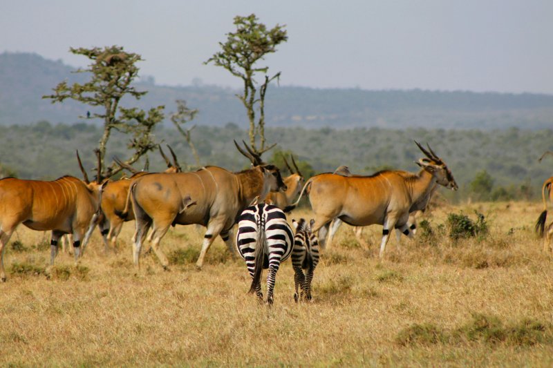 Mikumi National Park, Tanzania