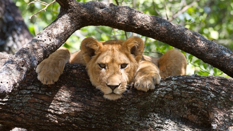 Lake Manyara National Park, Tanzania
