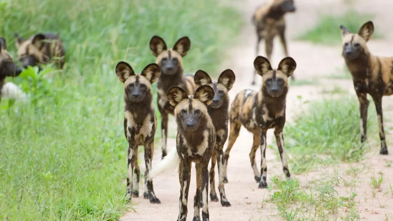 Ruaha National Park, Tanzania
