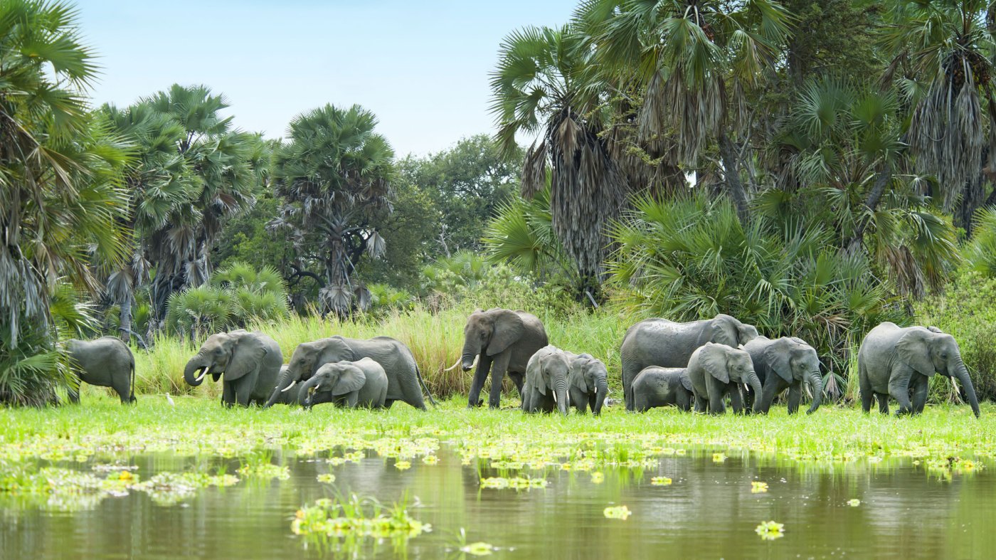 Nyerere National Park (Selous) - Tanzania Destination