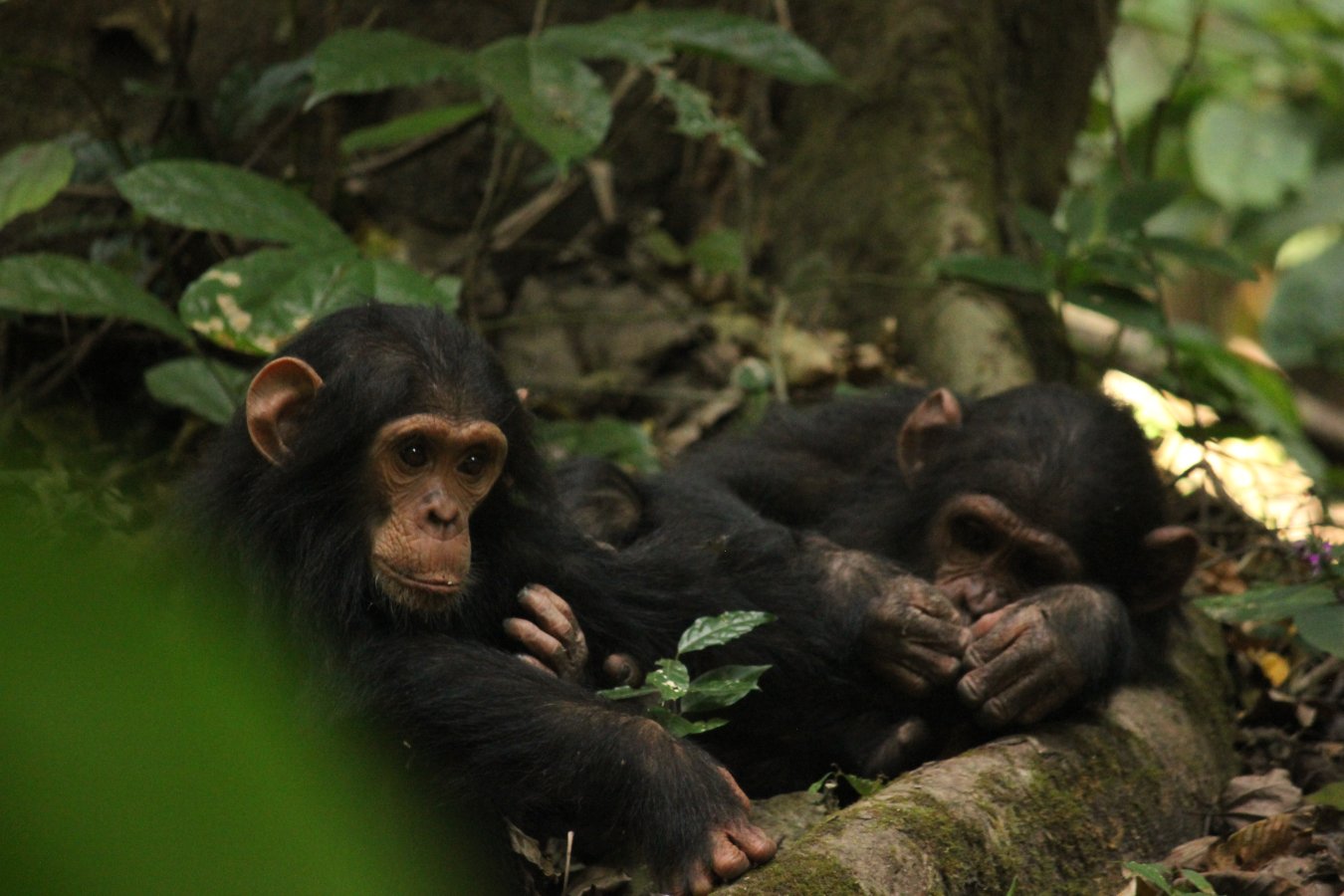 Gombe Stream National Park - Tanzania Destination