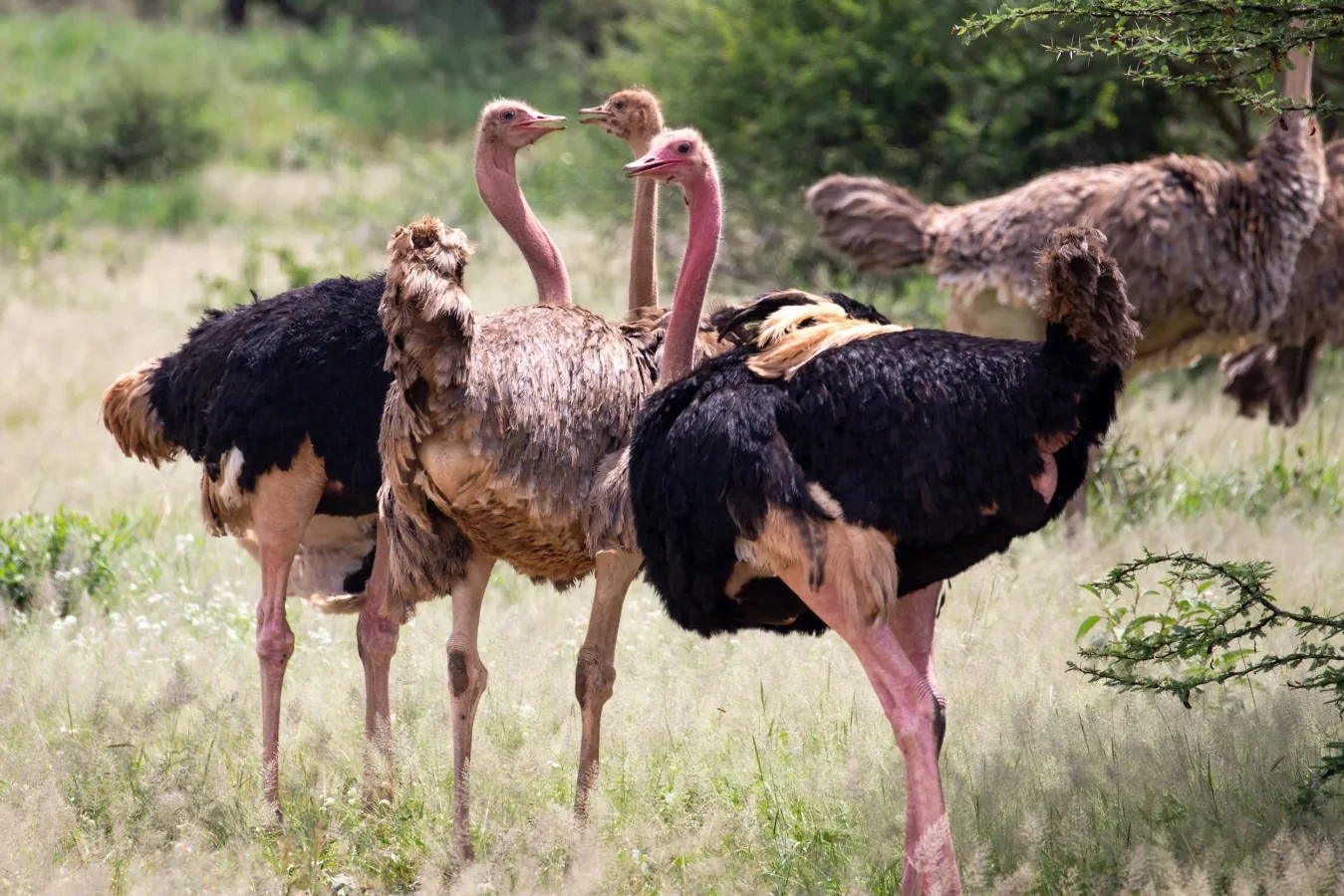 6-Day Budget Lake Manyara to Serengeti Safari