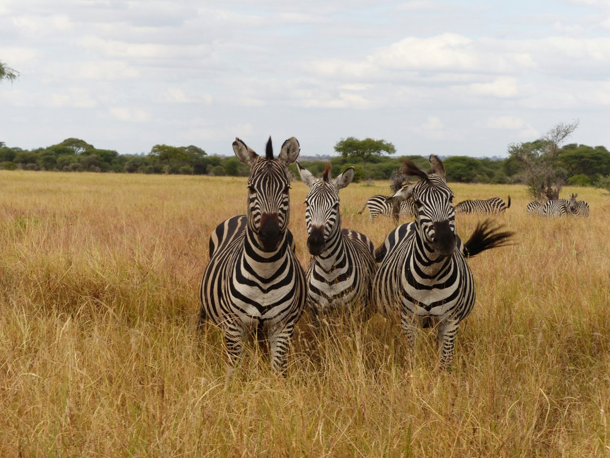3-Day Budget Tarangire & Ngorongoro Safari