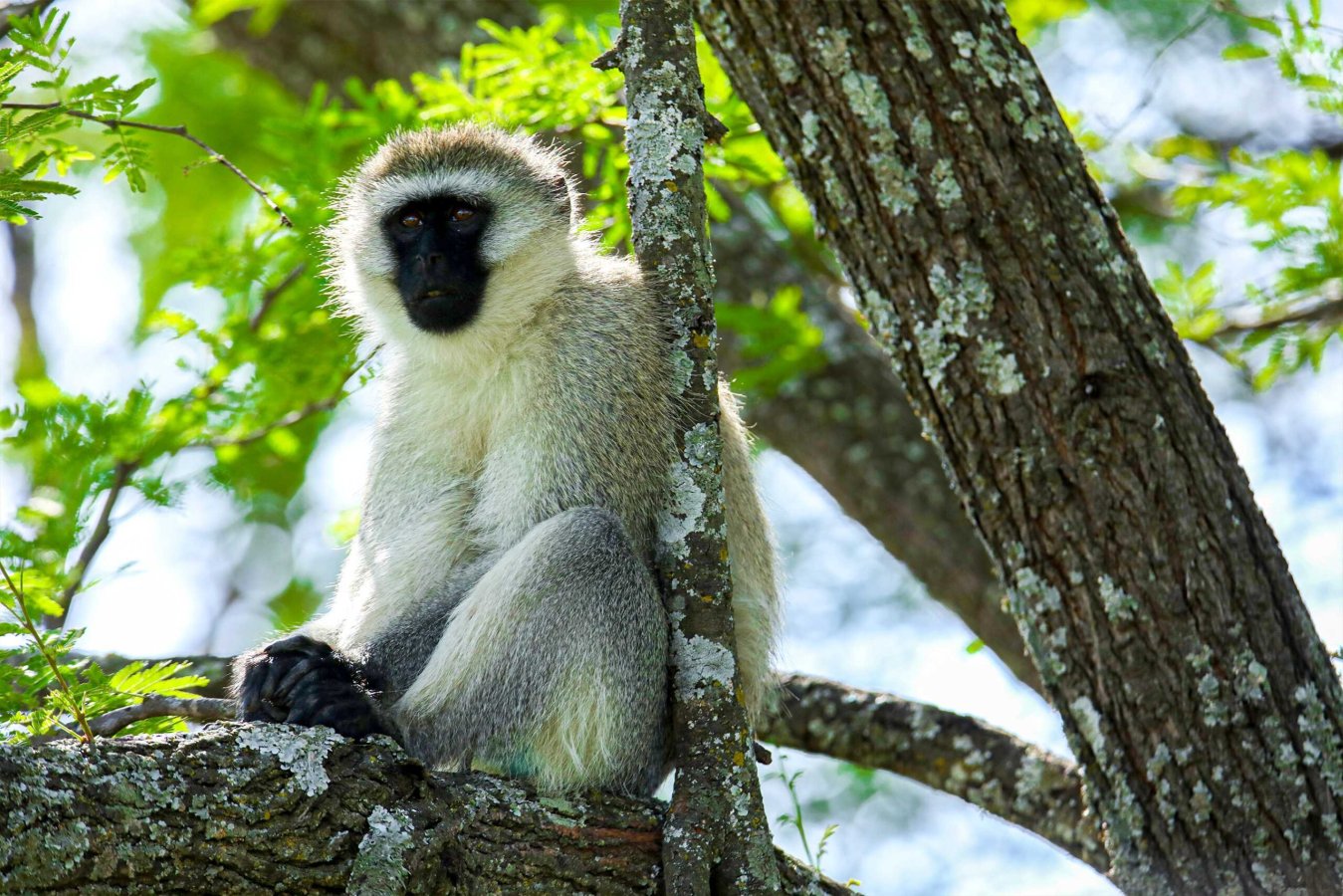 7-Day Budget Grand Northern Safari