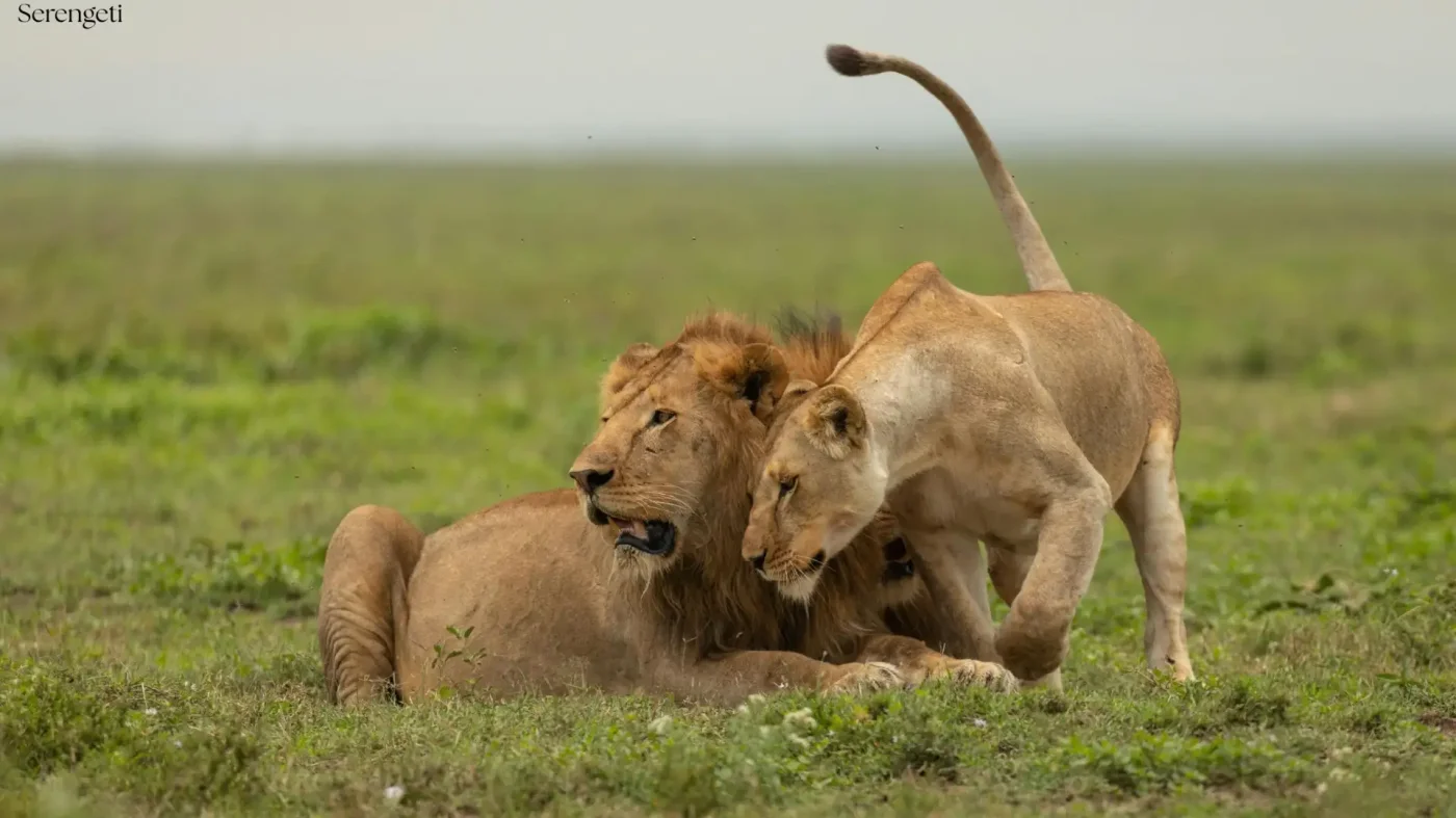 5-Day Budget Serengeti & Ngorongoro Safari