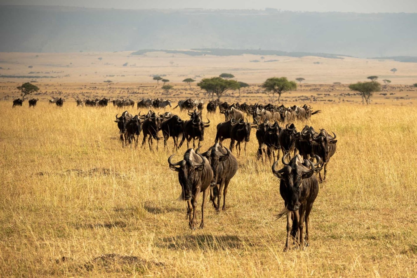 8-Day Great Migration Safari