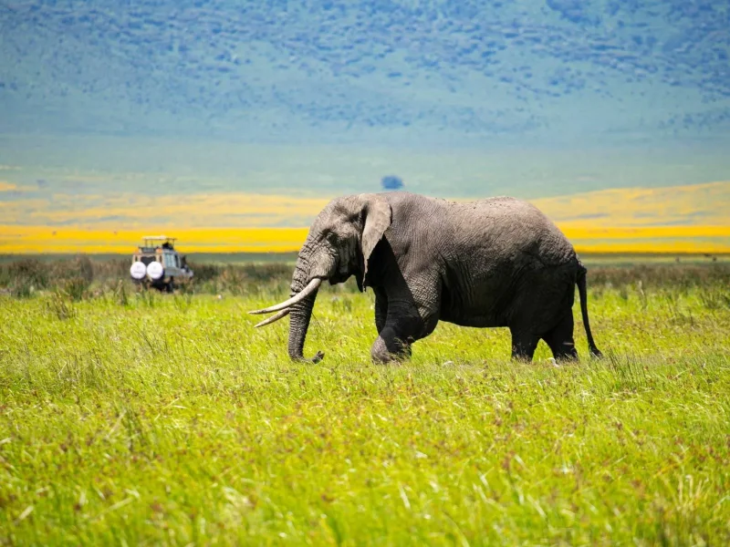 3-Day Mid-Range Tarangire & Ngorongoro Safari - Tanzania Safari