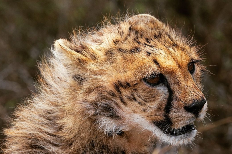 4-Day Budget Northern Circuit Safari - Tanzania Safari
