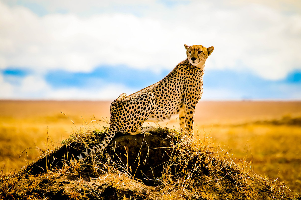 The-big-cat-capital-of-Serengeti
